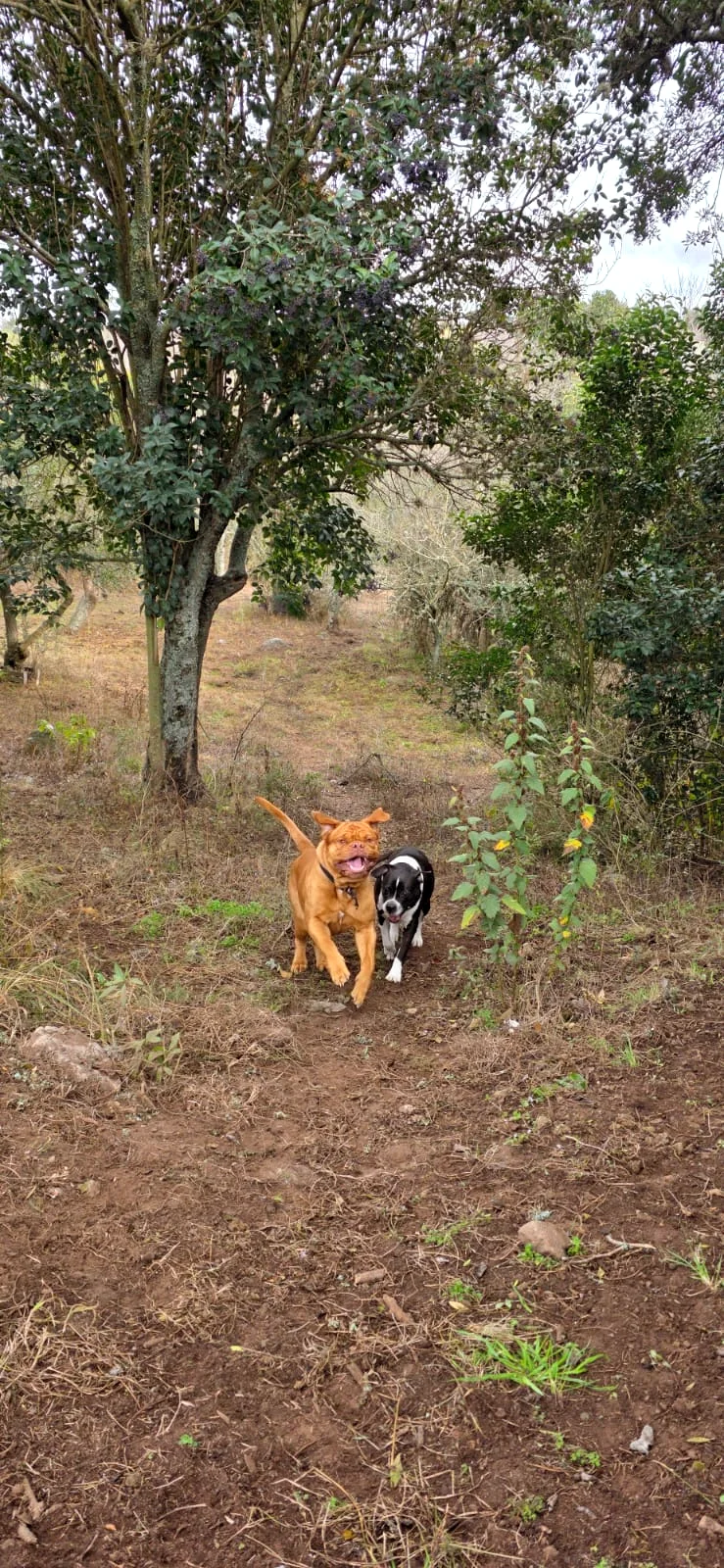 Dos perros corriendo por un sendero del bosque serrano